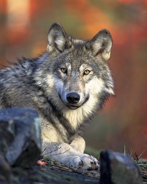 Волк обыкновенный